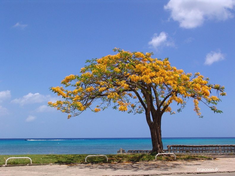 	Delonix regia