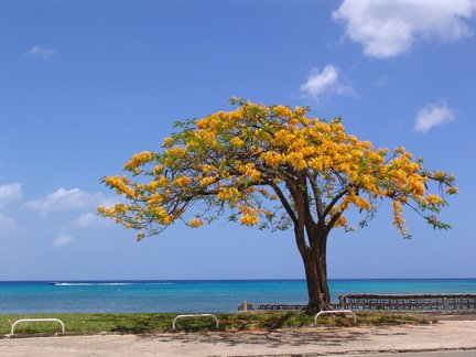 	Delonix regia