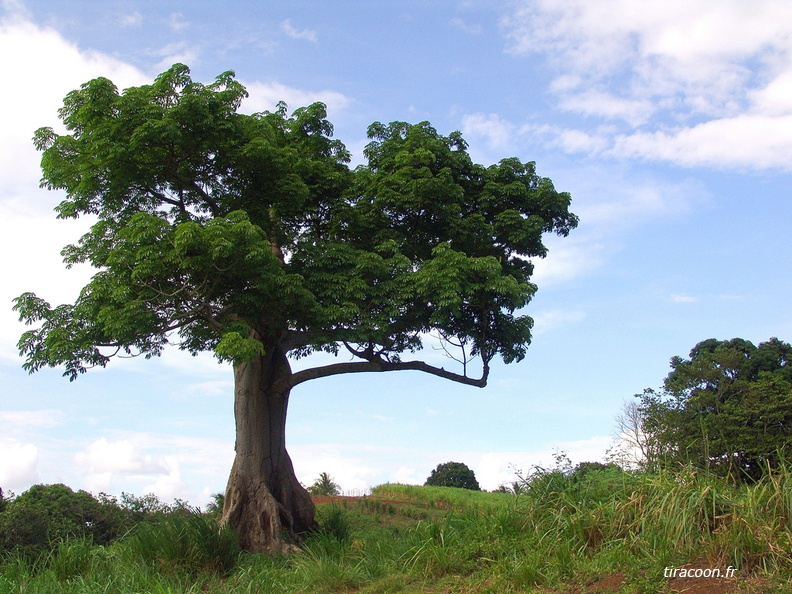 	Ceiba pentandra	