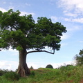 	Ceiba pentandra	