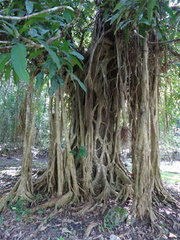 	Ficus sp.