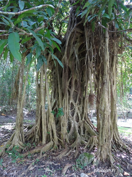 Figuier maudit, Ficus sp. qui étrangle un vieux manguier. Saint-Louis, Marie-Galante. DSC09330.jpg