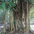 	Ficus sp.