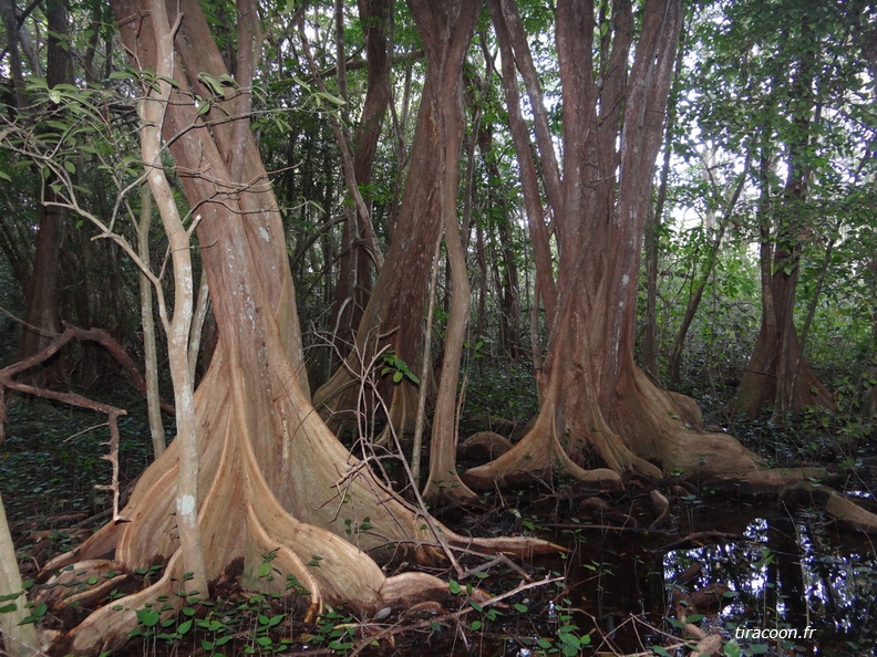 	Pterocarpus officinalis	