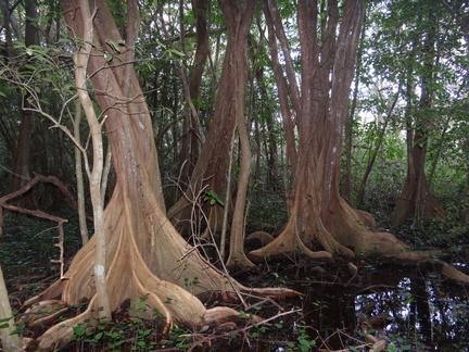 	Pterocarpus officinalis	