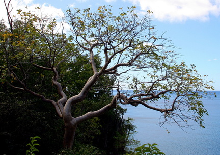 	Bursera simaruba	