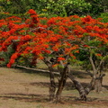 	Delonix regia	