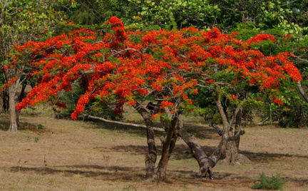 	Delonix regia	