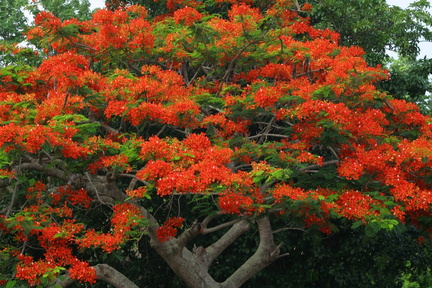 	Delonix regia	