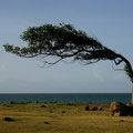 	Tabebuia heterophylla