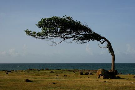 	Tabebuia heterophylla