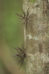 	Xylosma buxifolia