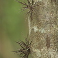 	Xylosma buxifolia