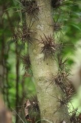 	Xylosma buxifolia