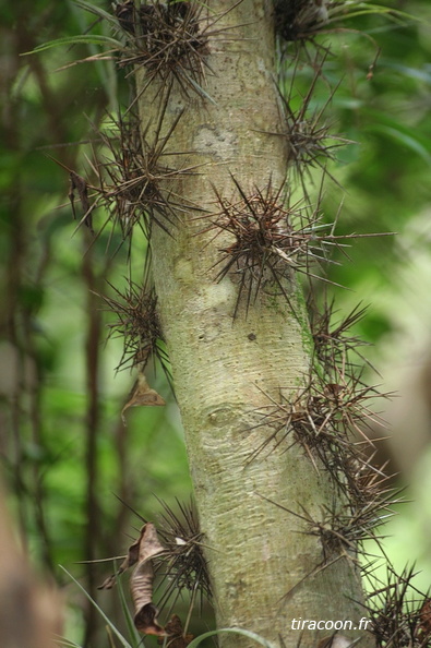 	Xylosma buxifolia