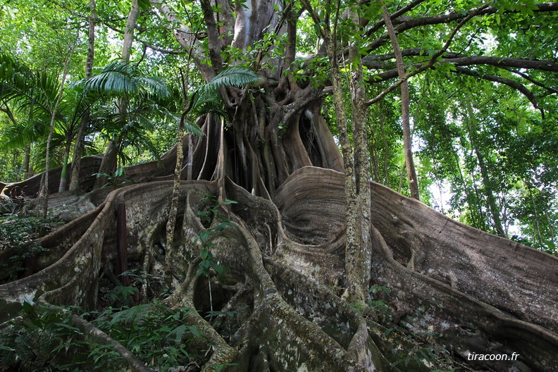 Figuier maudit géant, Ficus nymphaeifolia, avec d'énormes contreforts tentaculaires, en forêt à Pointe-Noire. IMG_3658M.jpg
