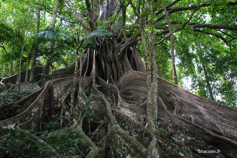 	Ficus nymphaeifolia	