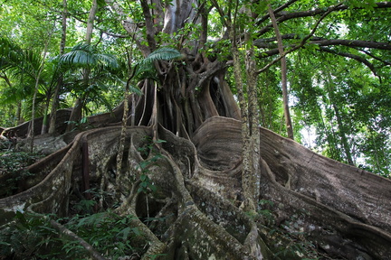 	Ficus nymphaeifolia	