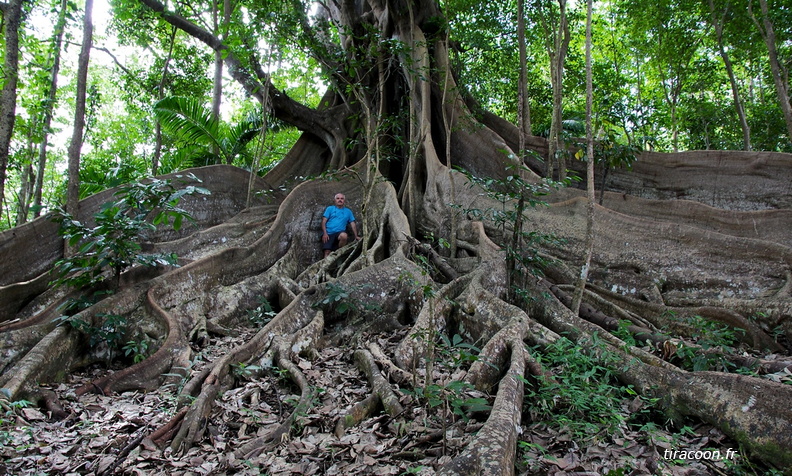 	Ficus nymphaeifolia