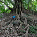 	Ficus nymphaeifolia