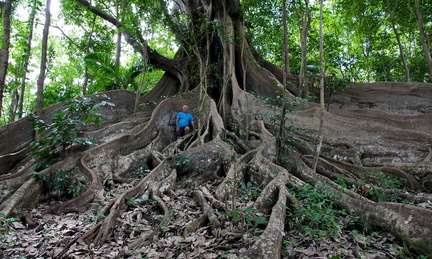 	Ficus nymphaeifolia