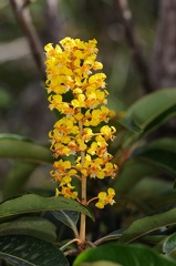 	Byrsonima spicata