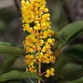 	Byrsonima spicata