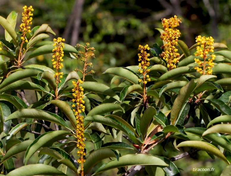 	Byrsonima spicata