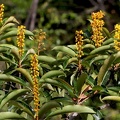 	Byrsonima spicata