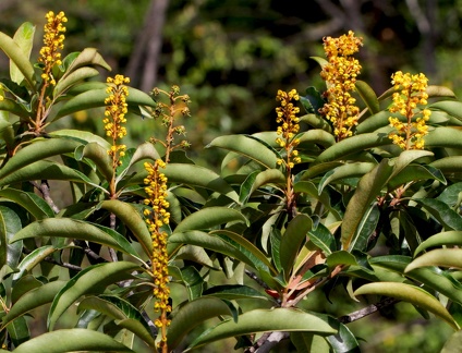 	Byrsonima spicata