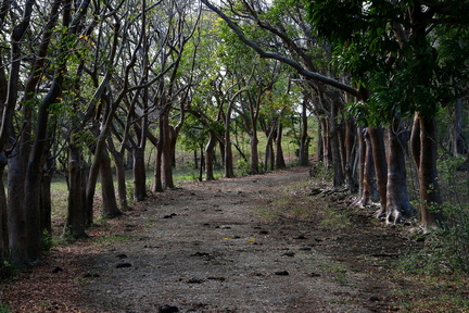 	Bursera simaruba	