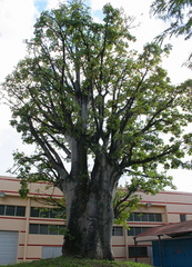 	Adansonia digitata	