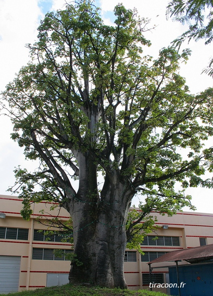 	Adansonia digitata	