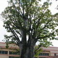 	Adansonia digitata	