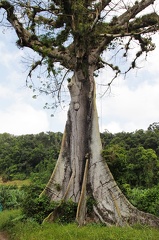 	Ceiba pentandra	