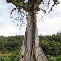 	Ceiba pentandra	