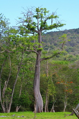 	Ceiba pentandra