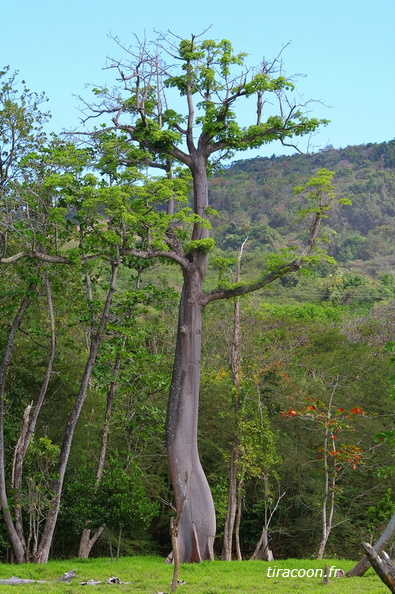 	Ceiba pentandra