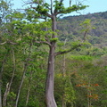 	Ceiba pentandra