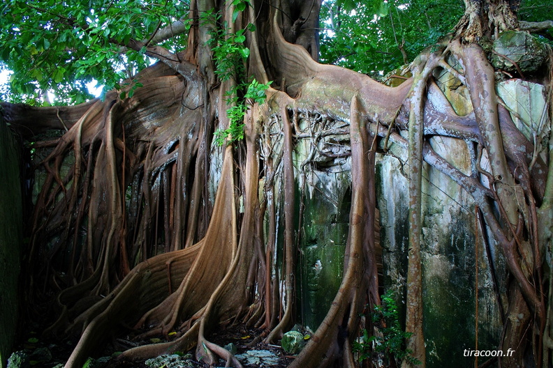 	Ficus sp.