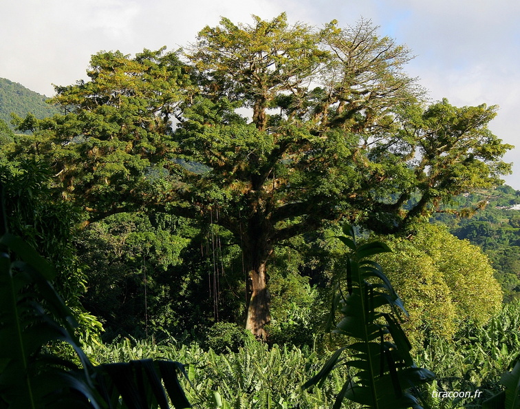 	Ceiba pentandra	