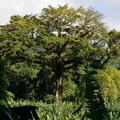 	Ceiba pentandra	