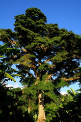 	Ceiba pentandra