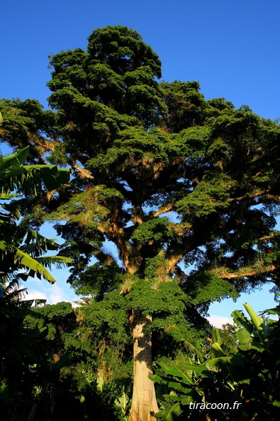 	Ceiba pentandra