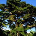 	Ceiba pentandra