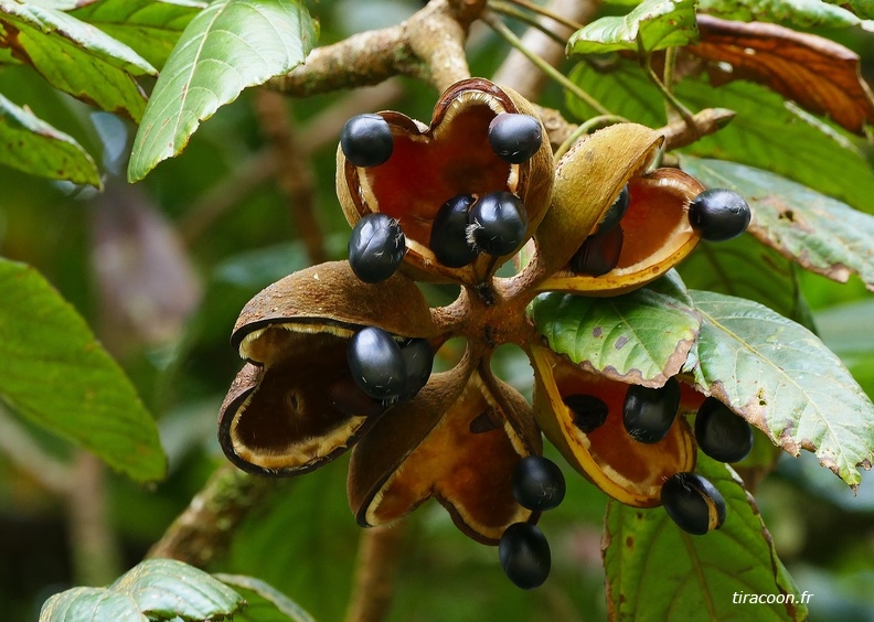 	Sterculia caribaea