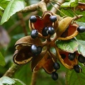 	Sterculia caribaea