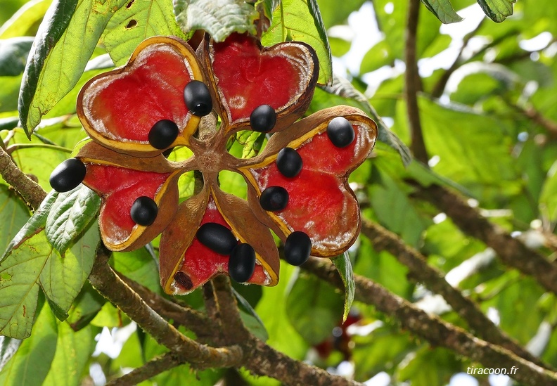 	Sterculia caribaea