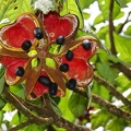 	Sterculia caribaea