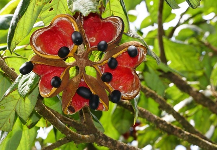 	Sterculia caribaea